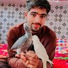 Al Sheikh Birds