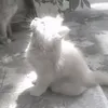 darina_wor