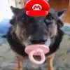 maxdedawg