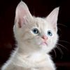 catooo801
