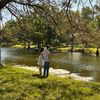 mourningfern