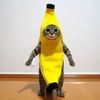 kit_catsssss
