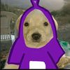 manul_kssa