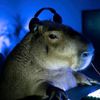 estudiodelaww2