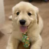 Giuseppegoldenretriever