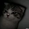 amyone2