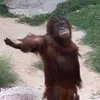 mamacorebaixadokk