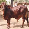 rizwankan46