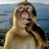 orang_indo_62