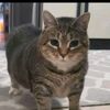 lynxx_610