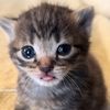 lilbadcats2000