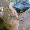 meow_gowno