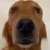 fxdzack
