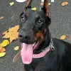 yokothedoberman