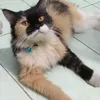 ermazz