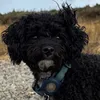 nelliemthecockapoo