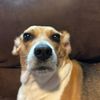 dingus_5150