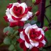 arshman.yasir
