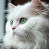 kucing._comel12