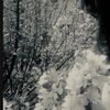 li_zi14
