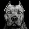black_addict3