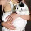 ifi_cat