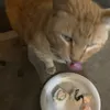 hvngrycat