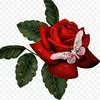 gulan.mohammed