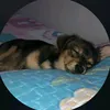 silva01s_