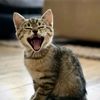 funniestanimalvideos_1