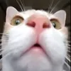 silly cat