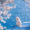 sakura05mei