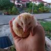 changusbamgus