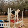 just_another_showjumper1