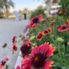 hajar_maad