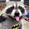 riddlerfan1