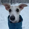 figothewhippet