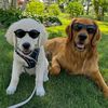 freddythefieldgolden