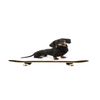dachshundonskateboard