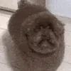 laguus
