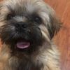 sillycatlover23