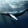 _whale22