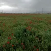 ulanbekowsz