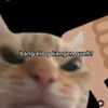 gatausiapanamanya20