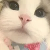 huynkim66
