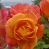 roselightfritz710