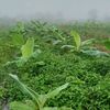 dfarm_id