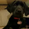 tommyfox455