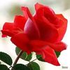 user8207730985798