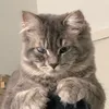 grehkatt